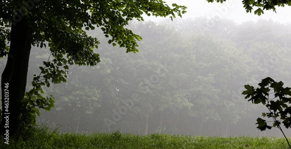 Fototapeta Dark silhouettes of trees in a misty, damp park. Misty morning. Fog in forest. Horizontal header banner copy space blog background