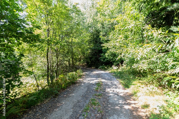 Fototapeta Footpath in a forest in the autumn