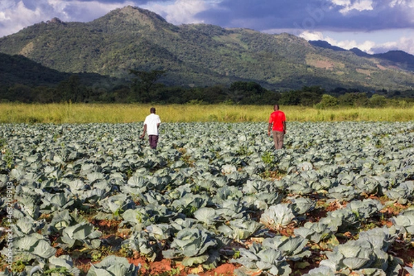 Fototapeta Green cabbage plantation near a mountain
