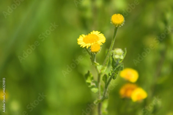 Obraz Common fleabane flowers in bloom closeup view with warm green blurred background