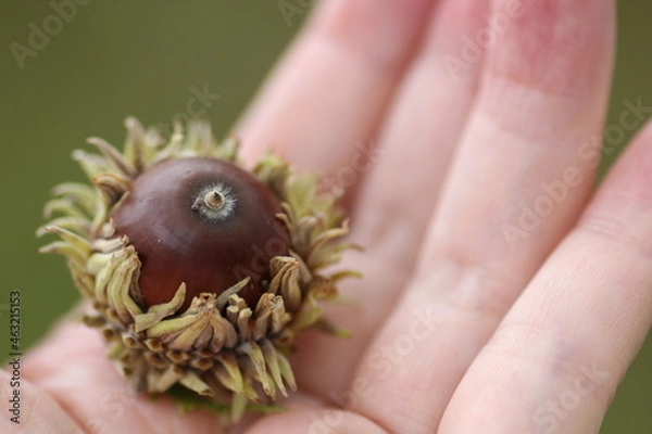 Obraz 手のひらの上のクヌギ