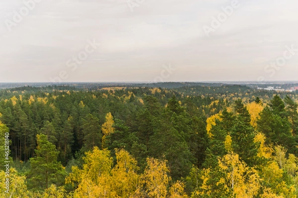 Fototapeta forest landscape