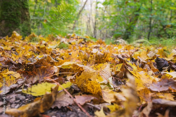 Obraz autumn in the forest