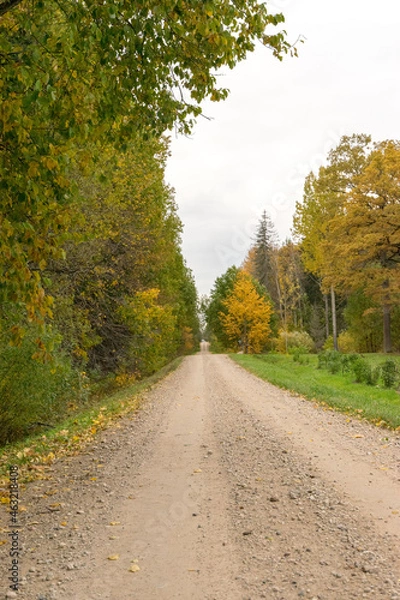 Obraz road in autumn forest