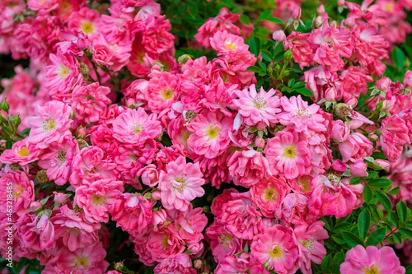 Obraz pink and white flowers