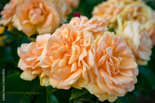 Obraz orange dahlia flowers