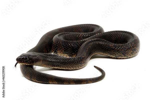 Obraz Black Pinesnake (Pituophis melanoleucus lodingi) on a white background