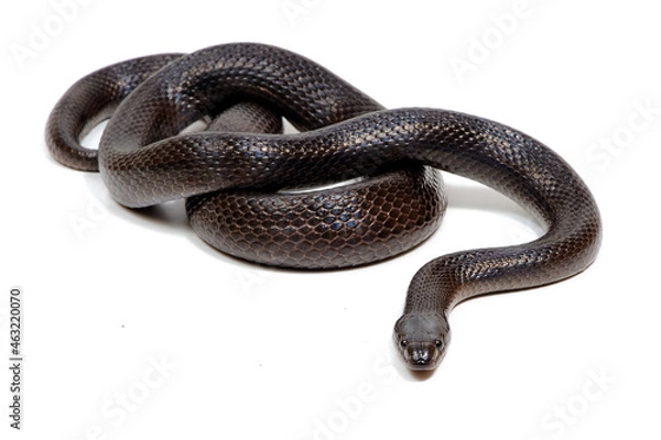 Obraz Variable kingsnake (Lampropeltis mexicana thayeri) on a white background