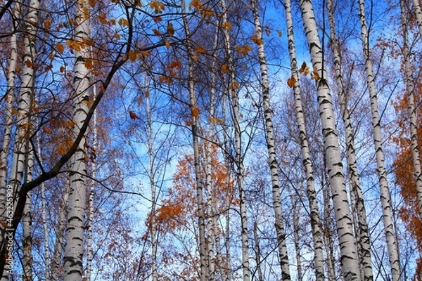 Obraz birches and blue blue sky