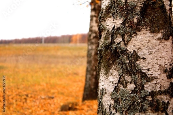 Obraz tree in the autumn