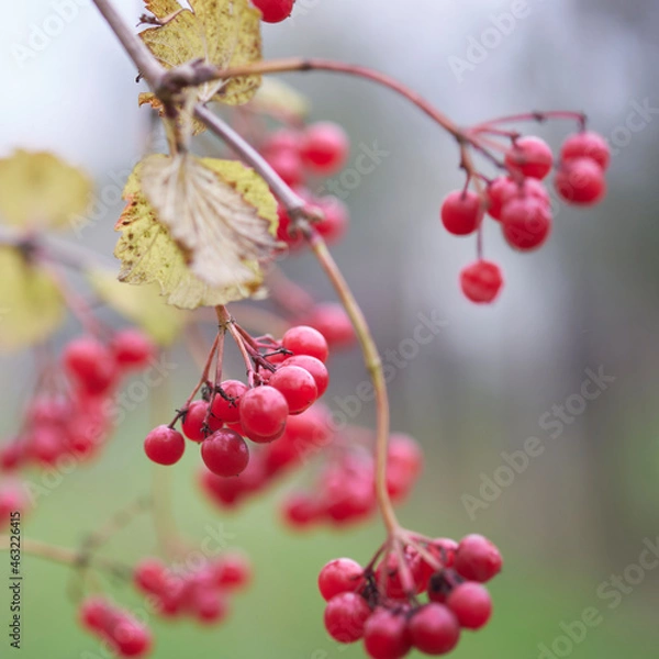 Obraz Red viburnum