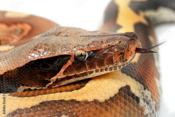 Obraz Brongersma's short-tailed python (Python brongersmai) on a white background