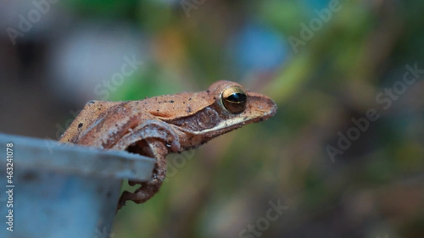 Fototapeta Indian Frog resting in day light