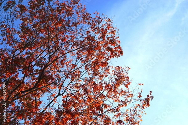 Fototapeta 下を見て歩いていたら秋らしさを見つける