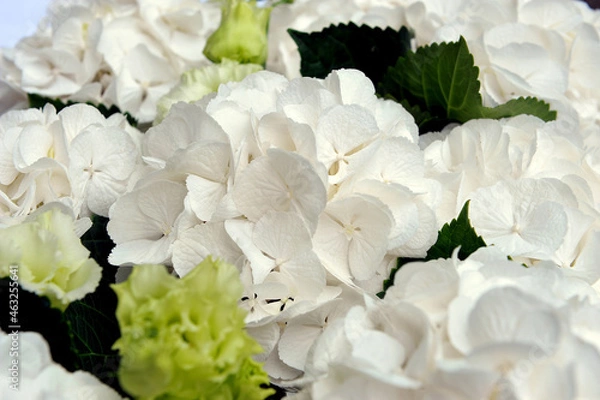Fototapeta Close up of white hydrangea in bouquet 