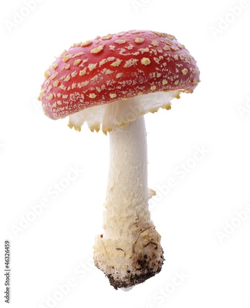 Obraz Czerwony grzyb