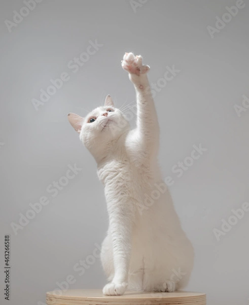 Obraz 白猫のポートレート　グレー背景