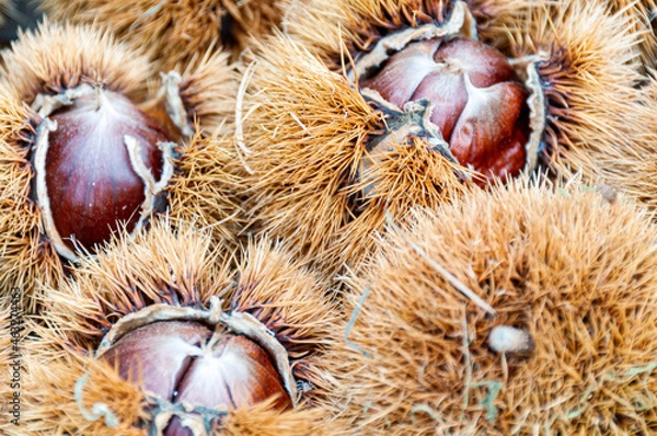 Obraz Tempo di castagne