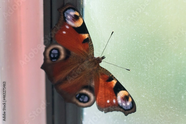 Obraz Beautiful butterfly on a hand close-up. Peacock butterfly.