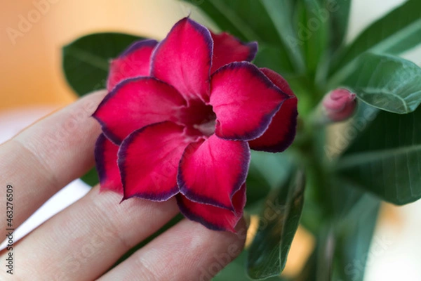 Obraz Adenium. Blooming succulent plant. Close-up flower and girl's hand. A beautiful blooming flower with delicate petals. Macro photo.