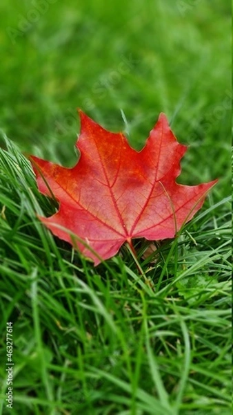 Obraz red maple leaf