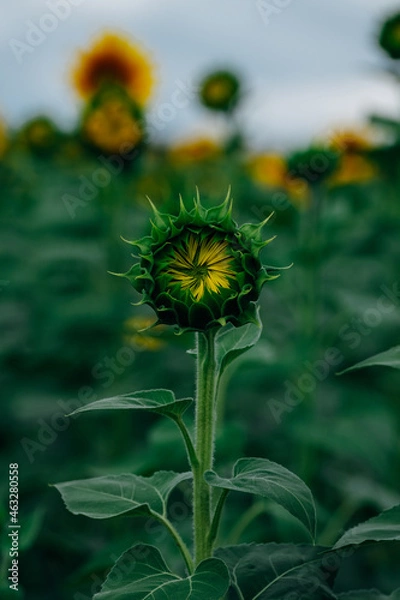 Fototapeta unopened sunflower