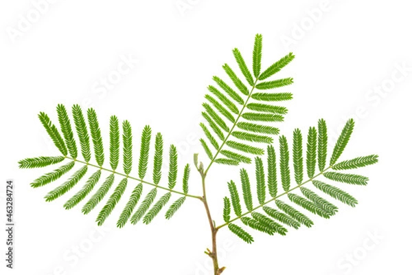 Obraz Closeup of religious flower of  prosopis cineraria, also known as Ghaf or shami, isolated over white