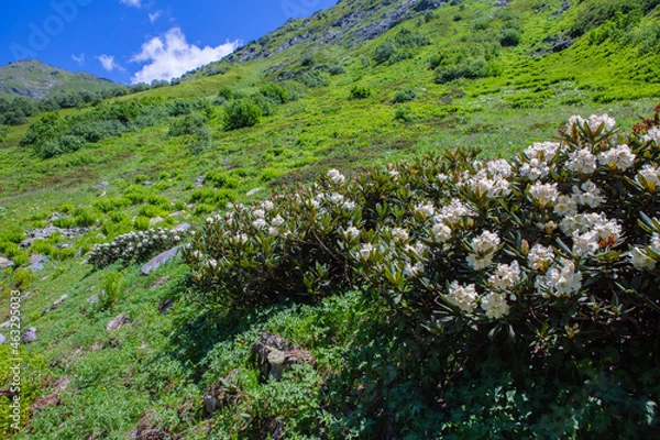 Fototapeta spring in the mountains