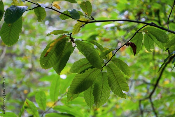 Obraz green leaves in spring