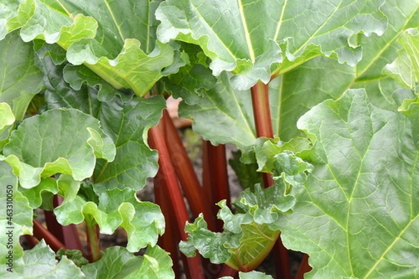 Fototapeta Fresh spring Rhubarb in the garden wait to be picked