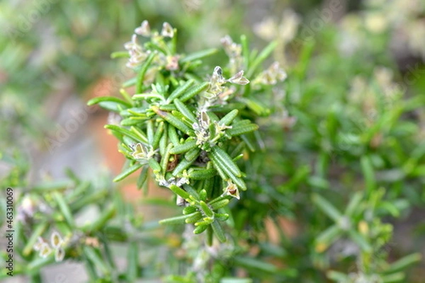 Fototapeta Rosemary sprigs await to be picked for cooking New Zealand lamb