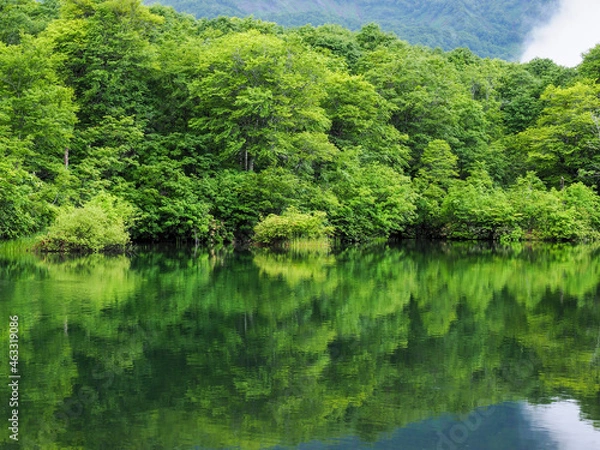 Obraz 新緑のブナ林