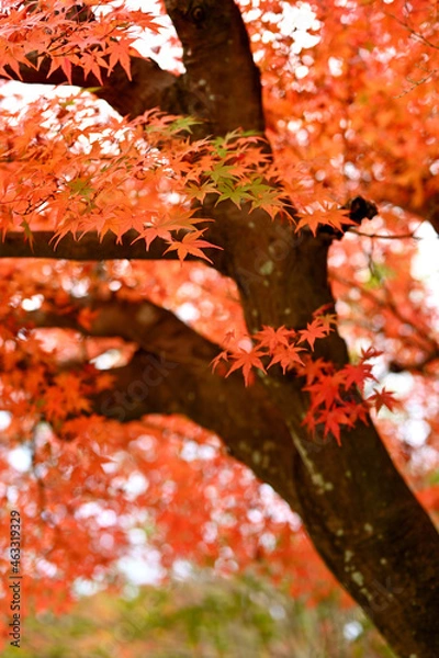 Fototapeta 日本庭園の紅葉