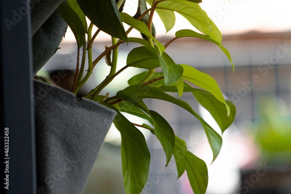 Fototapeta Vertical home garden with aromatic plants