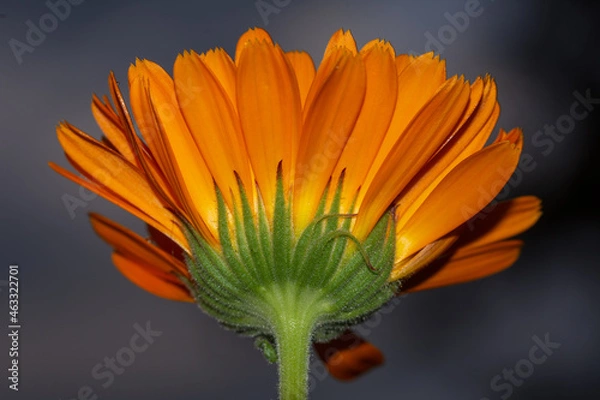 Obraz orange gerbera flower