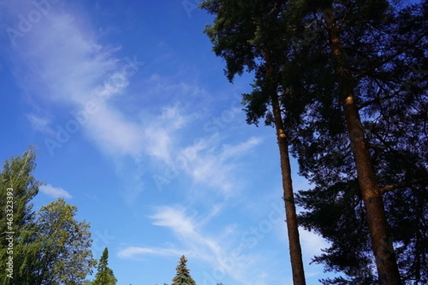 Obraz 青い空、雲