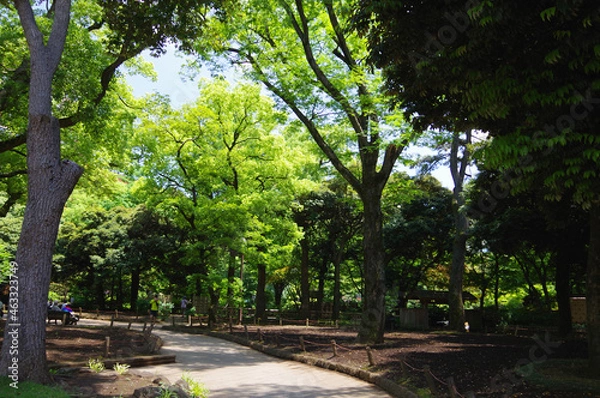 Obraz 晴天の横浜公園と都市の風景