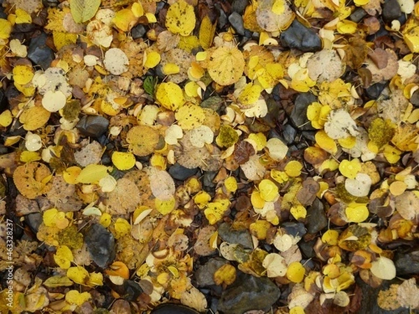 Obraz 雨に濡れた落ち葉　10月