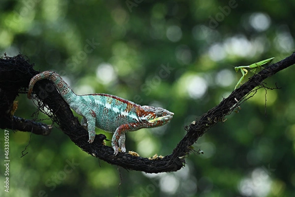 Fototapeta A chameleon is perched on a tree branch looking for food