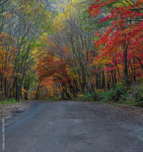 Fototapeta road in forest