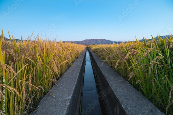 Fototapeta rice field