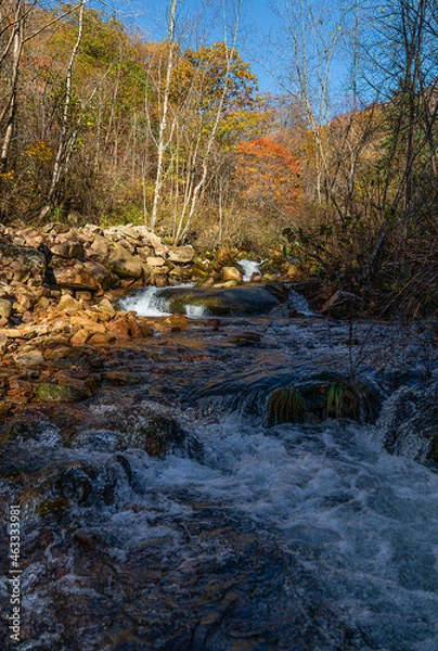 Fototapeta autumn forest stream