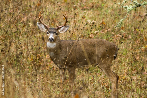 Fototapeta Oregon blacktail deer in a field