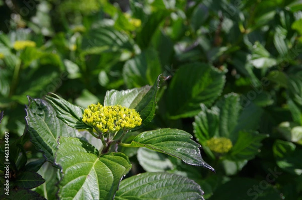 Obraz 初夏の新緑とアジサイの蕾