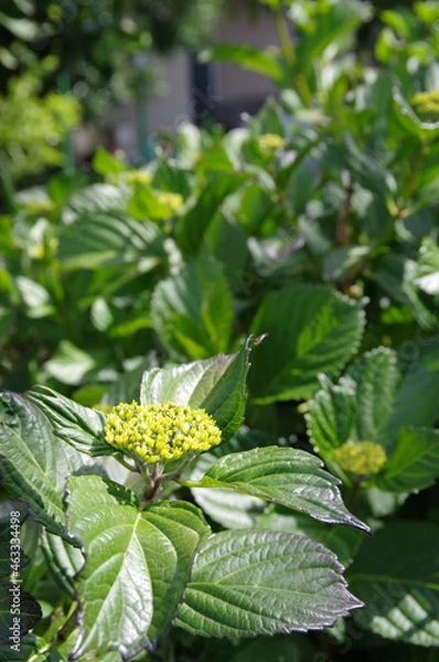 Obraz 初夏の新緑とアジサイの蕾