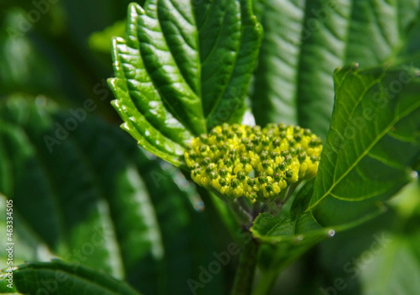 Obraz 初夏の新緑とアジサイの蕾