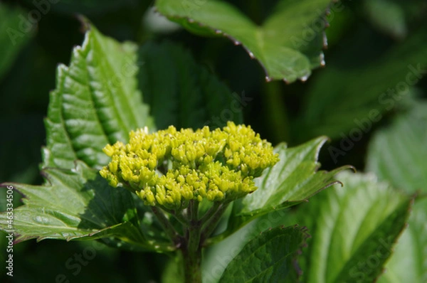 Obraz 初夏の新緑とアジサイの蕾