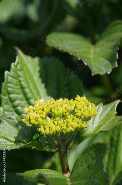 Obraz 初夏の新緑とアジサイの蕾