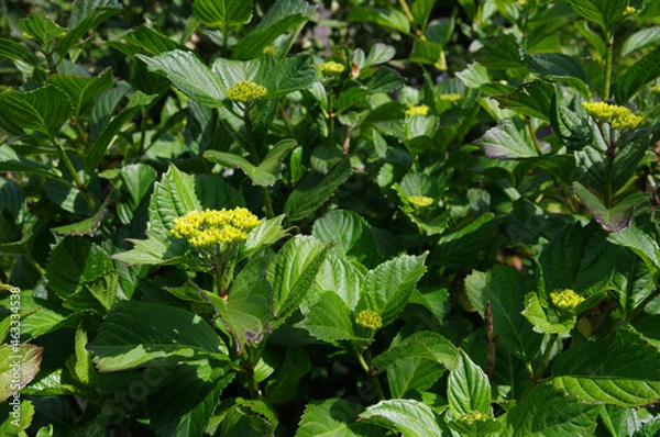 Obraz 初夏の新緑とアジサイの蕾