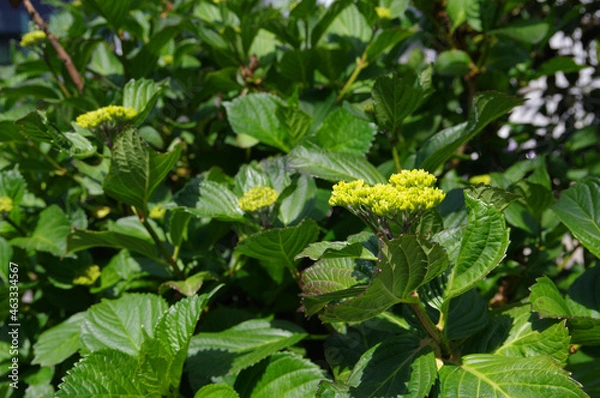 Obraz 初夏の新緑とアジサイの蕾